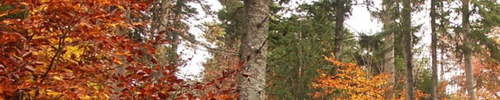 OWSF_wallonie_forets.png
