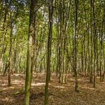 foret_OWSF_Wallonie_carre.jpg