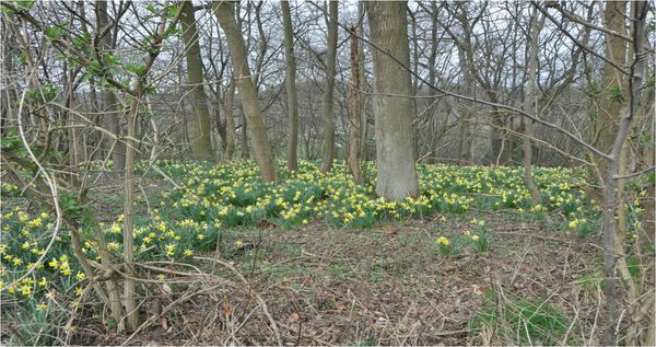 jonquilles_en_foret_ancienne.jpg