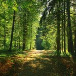 shutterstock_fichier_essences_1_foret_150X150.jpg