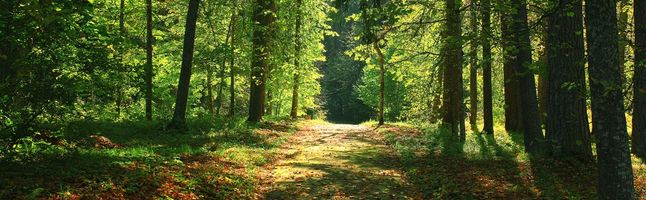 shutterstock_fichier_essences_1_foret_646X200.jpg
